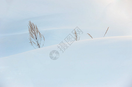 雪地树影背景图片