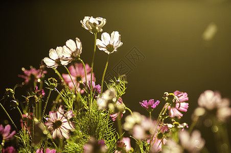 花朵素材格桑花光影格桑花波斯菊背景