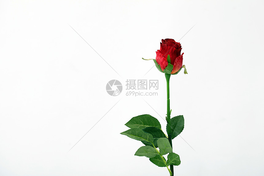 情人节的玫瑰花图片
