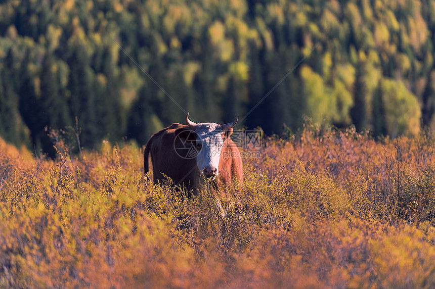 新疆喀纳斯禾木的牛图片