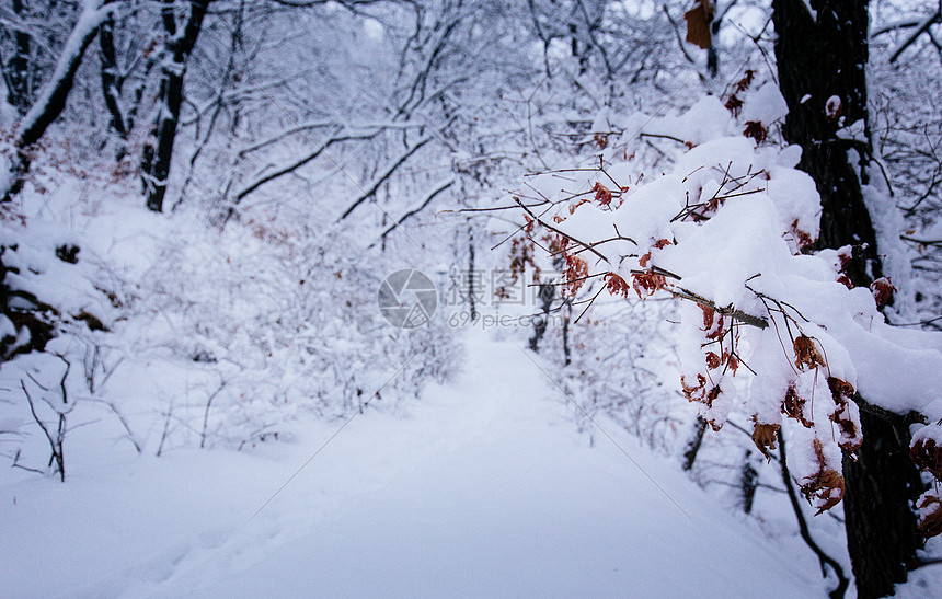 冬天被大雪覆盖的森林中的小路图片