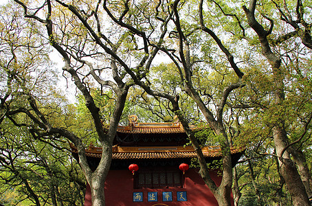 普陀山的法雨寺图片