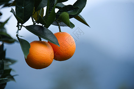 赣州浮桥脐橙实拍背景
