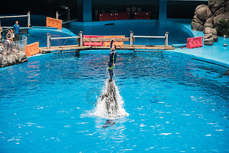 海豚顶着训练员冲出水面图片