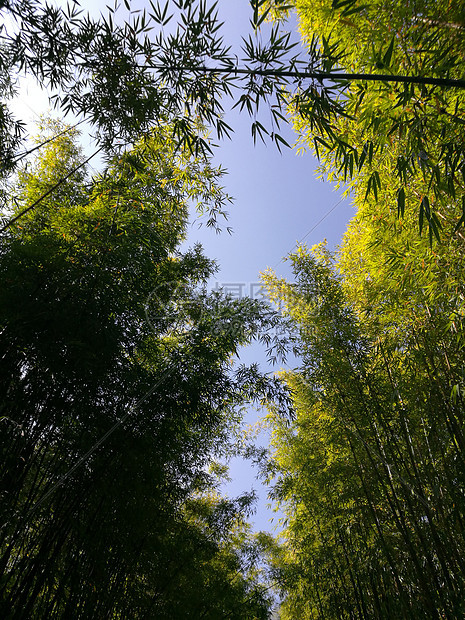 云南蝴蝶泉边风景图片