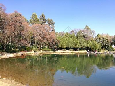 边牧云南蝴蝶泉边风景背景