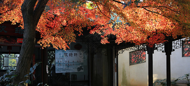 茶馆门头素材霜叶如火背景