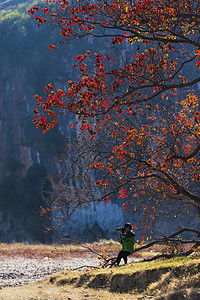 人与自然和谐红枫树下背景