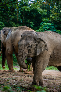 大象长龙动物园高清图片