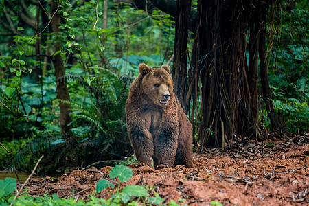 森林熊熊背景