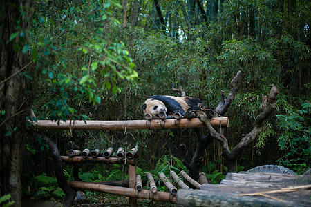 熊猫背景图片