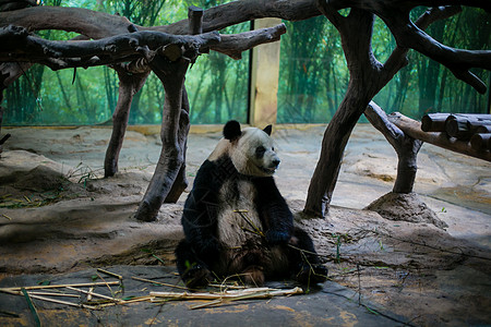 熊猫背景图片