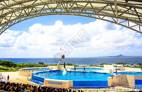 海豚表演冲绳海洋博公园背景