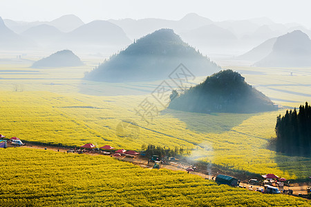 云南省罗平油菜花晨雾背景