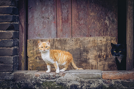 门口的两只猫背景图片