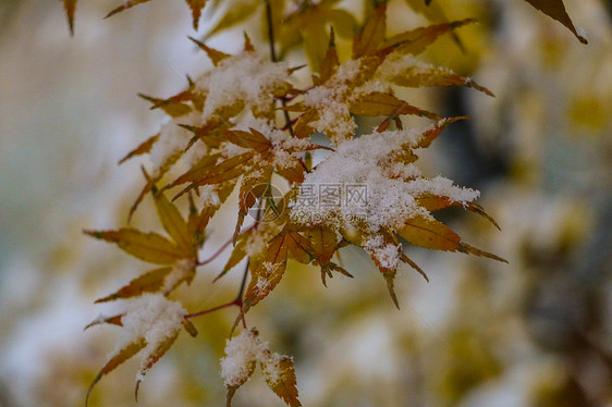 雪中五角枫图片