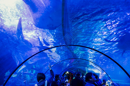 观光隧道水族馆海底世界背景