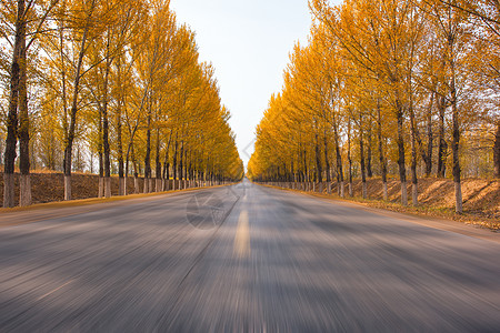 胡杨林荫路图片