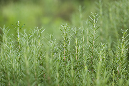 绿色植物背景图片