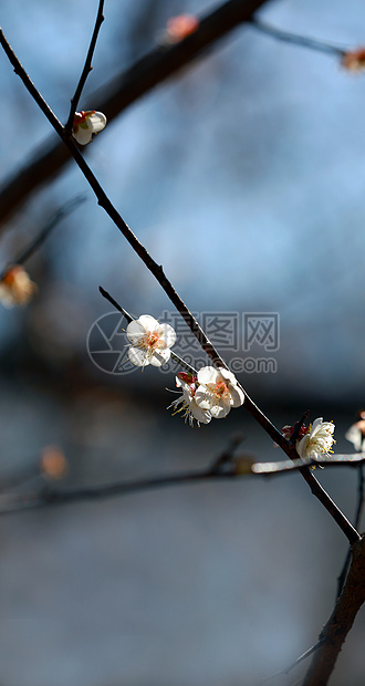 梅花图片