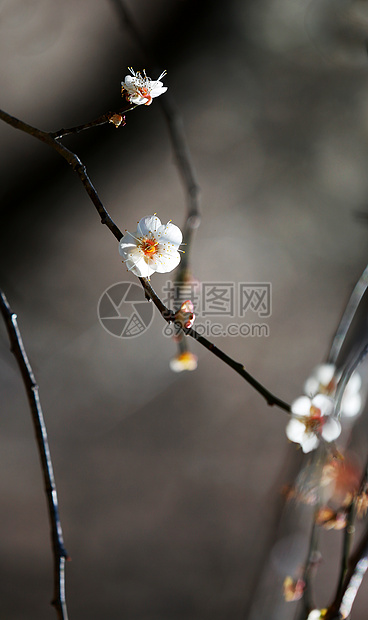 梅花图片