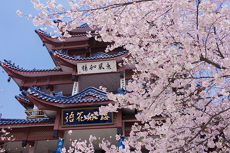 日式樱花无锡鼋头渚樱花谷背景