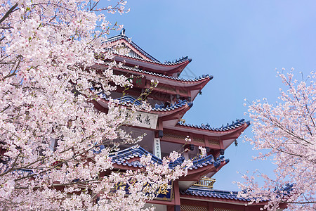 粉色爱心樱花树无锡鼋头渚樱花谷背景