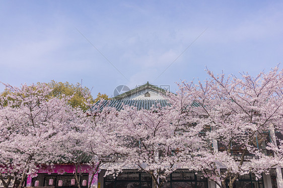 无锡鼋头渚樱花节图片