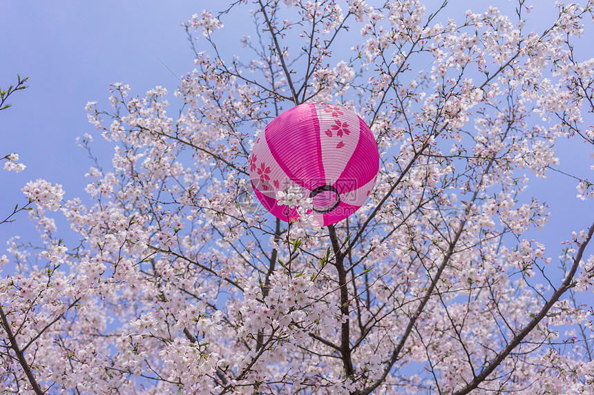 无锡鼋头渚樱花节图片