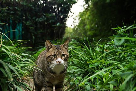 猫野生动物野猫高清图片