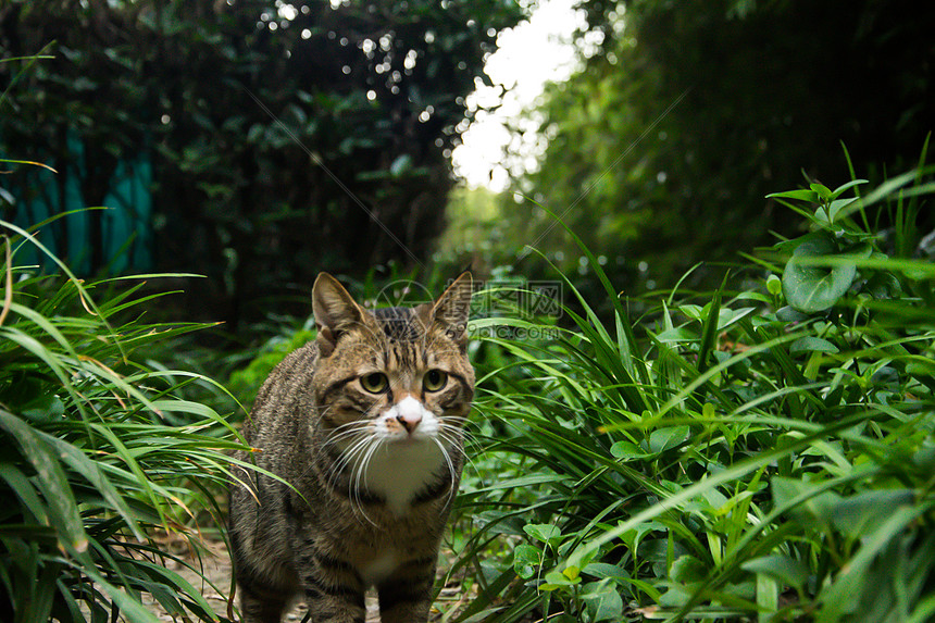 猫图片