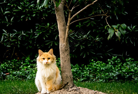 猫野生野猫高清图片