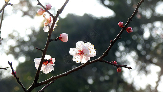 新春春节白色梅花图片