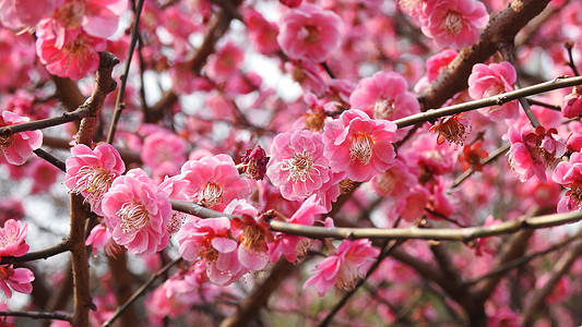 傲骨红梅冬天春天绽放花朵新春春节图片