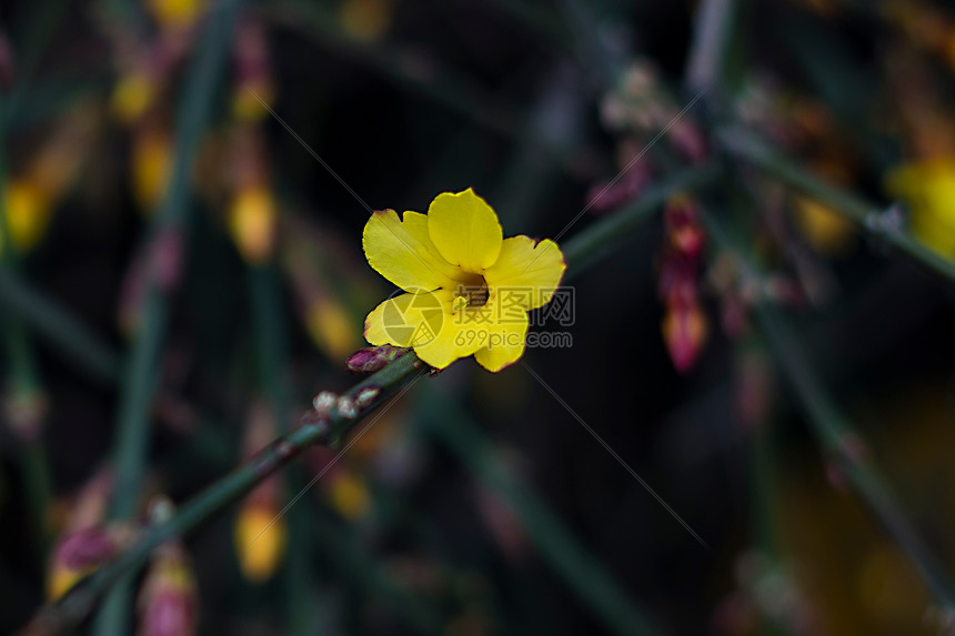 迎春花图片