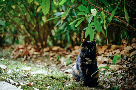 趴在地上黑猫黑猫背景