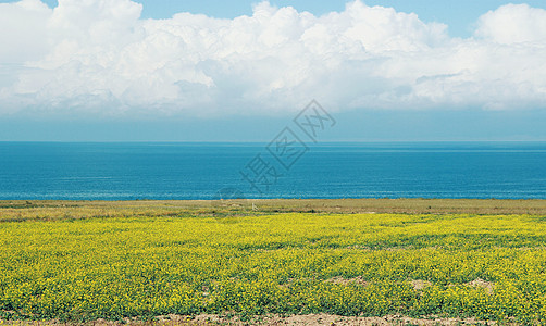 花海骑行青海湖油菜花背景