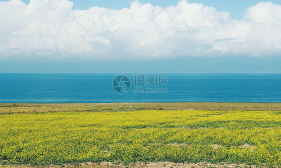 青海湖油菜花图片