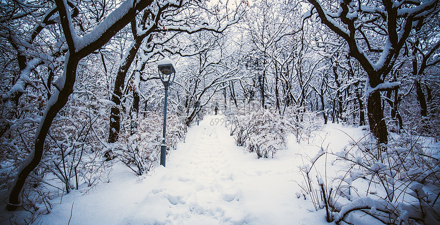 冬季雪中森林图片