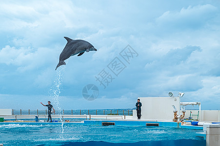 海豚表演日本冲绳海洋公园背景
