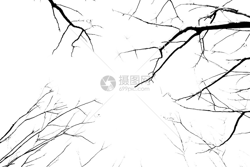 黑白简易风格的树枝图片