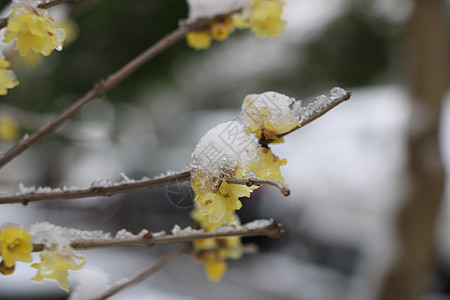 雪梅图片