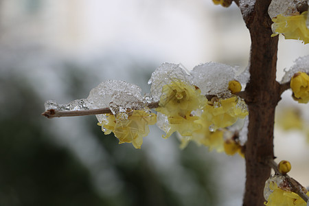 雪梅图片