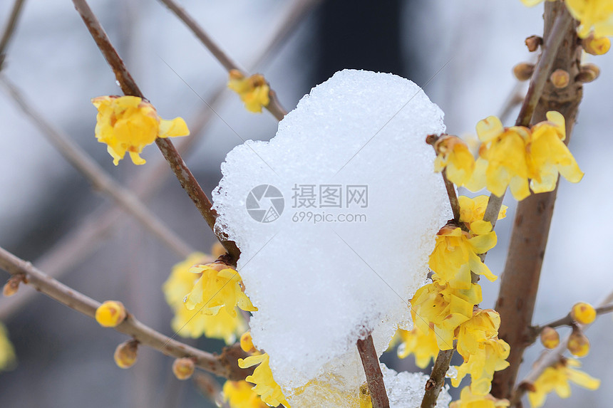 雪日梅花图片