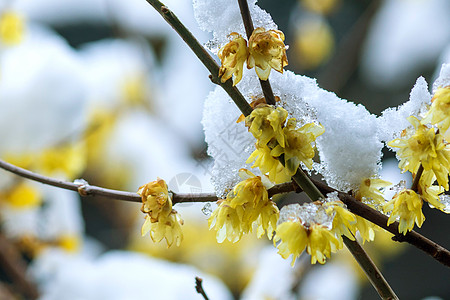 雪日梅花图片