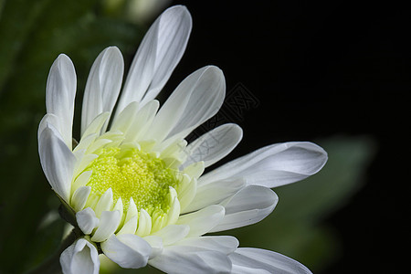 菊花手绘菊花背景