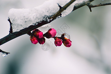 红色腊梅树雪中腊梅花背景