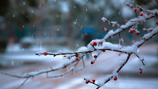 冬天雪季里的梅花枝树枝高清图片素材