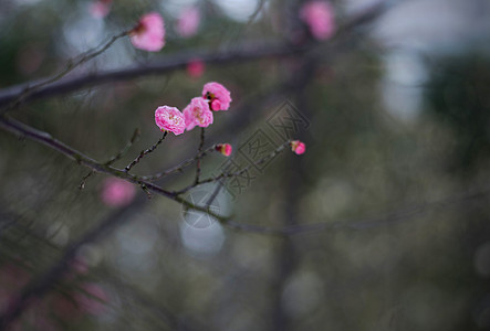 寒冬梅花背景图片