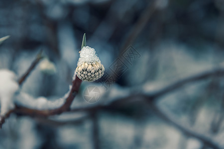 雪中的花卉植物图片